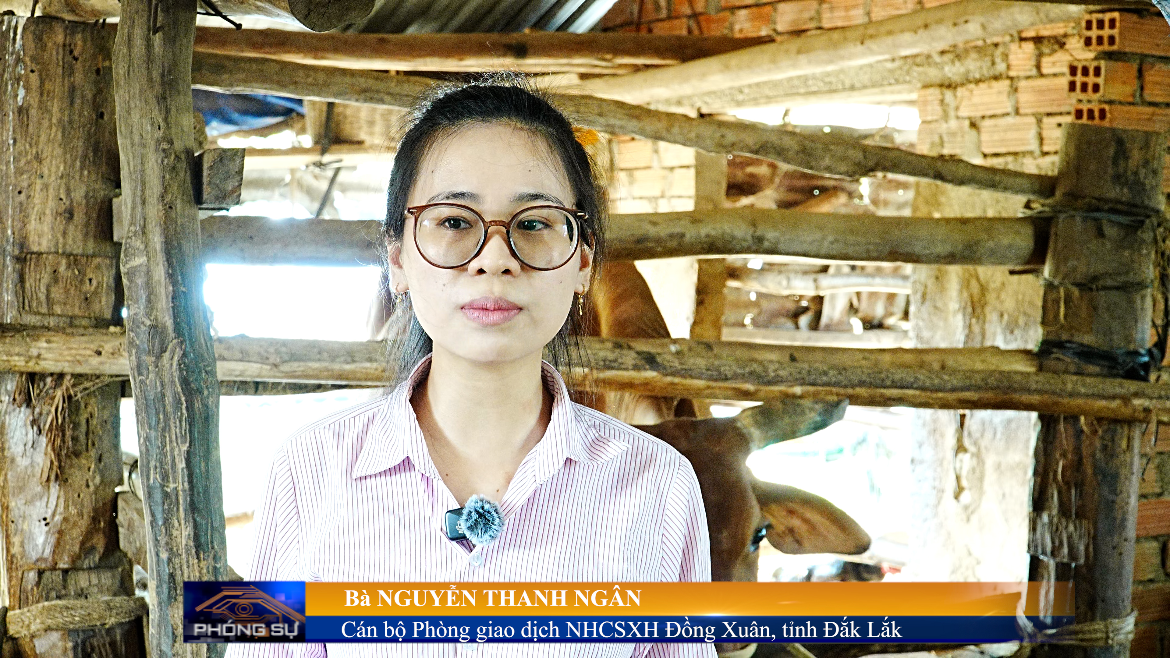 MÔ HÌNH CHĂN NUÔI BÒ HIỆU QUẢ TỪ NGUỒN VỐN VAY NGÂN HÀNG CHÍNH SÁCH XÃ HỘI