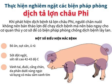 Tích cực chủ động phòng, chống dịch tả lợn châu phi