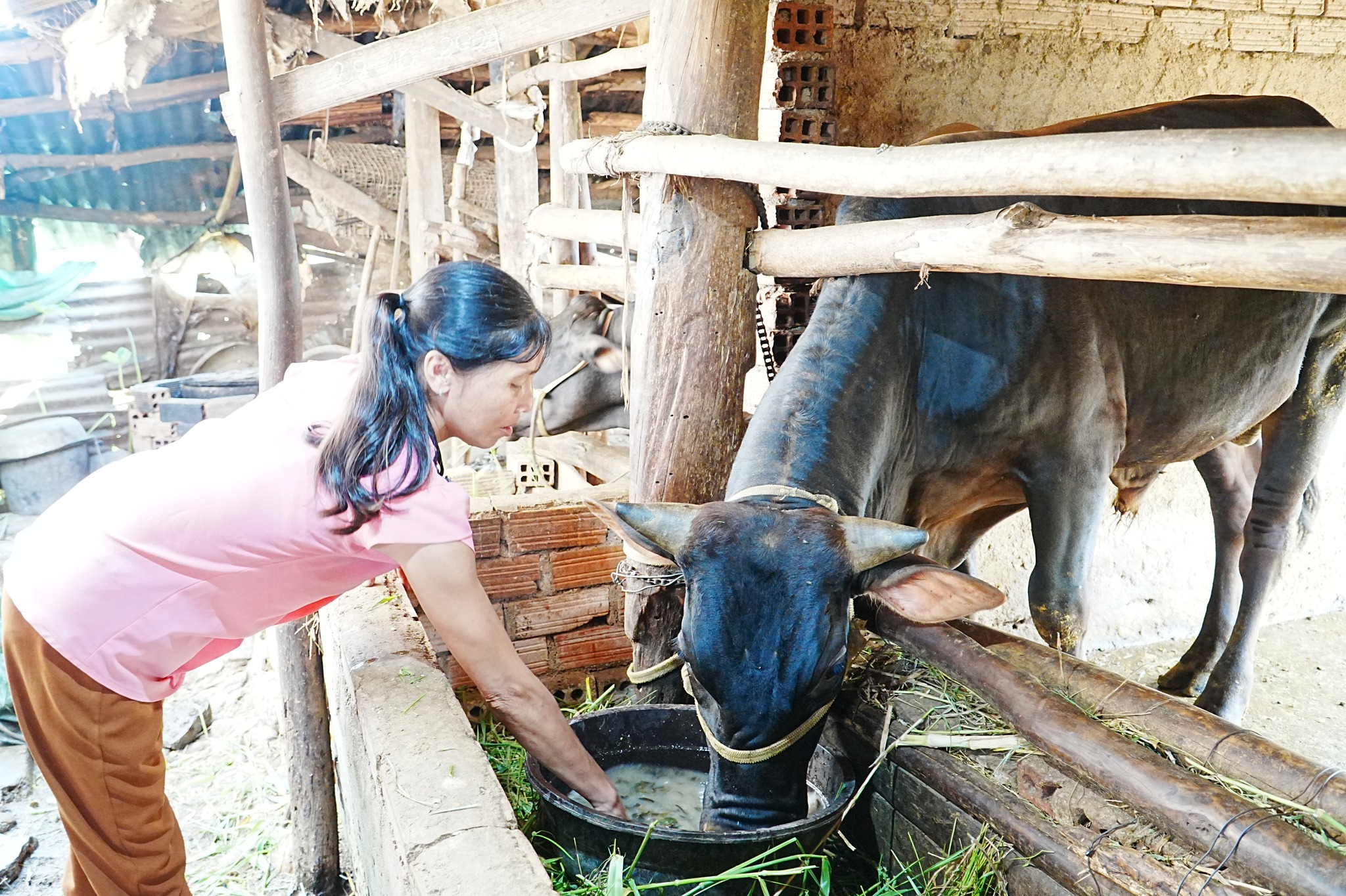 MÔ HÌNH CHĂN NUÔI BÒ HIỆU QUẢ TỪ NGUỒN VỐN VAY NGÂN HÀNG CHÍNH SÁCH XÃ HỘI